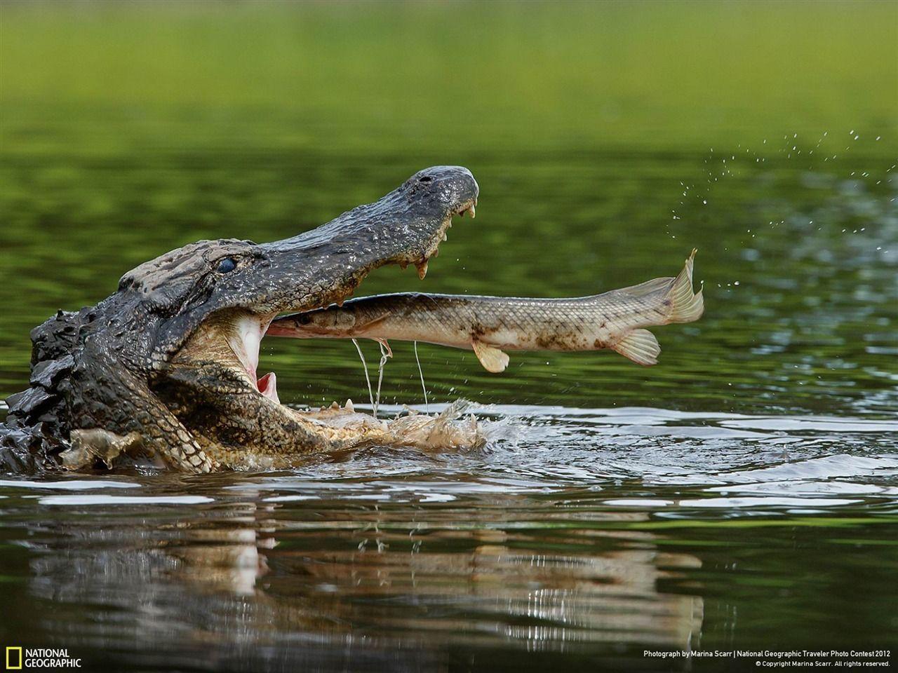 American Alligator