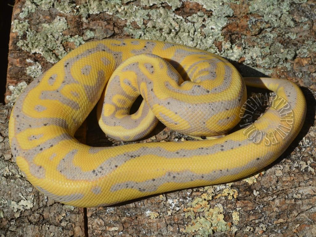 LF Adult banana morphs pics.