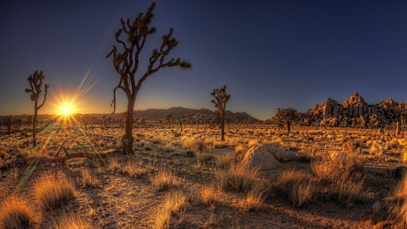 Desert Fantastico Nature Caravan Camel Libya Train Black Wallpapers