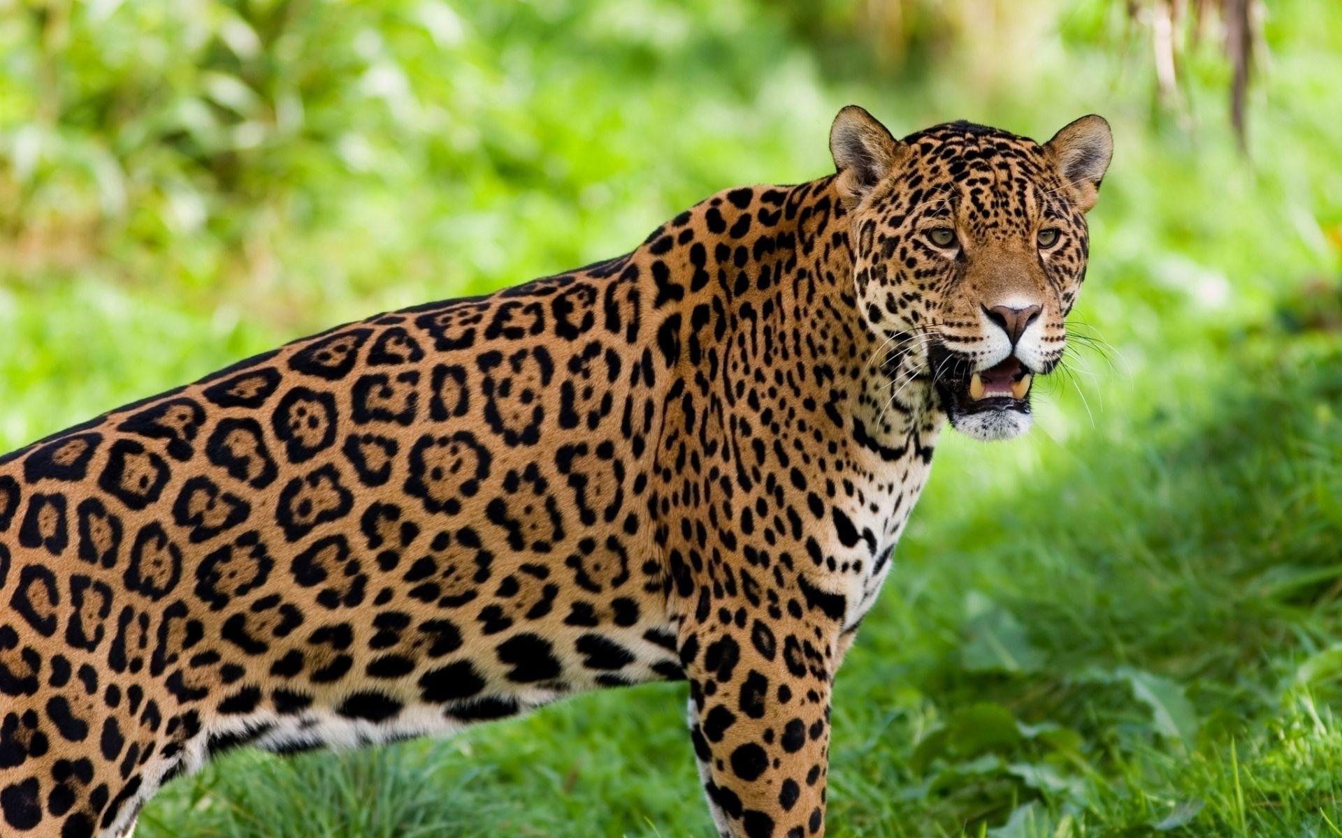 Jaguar