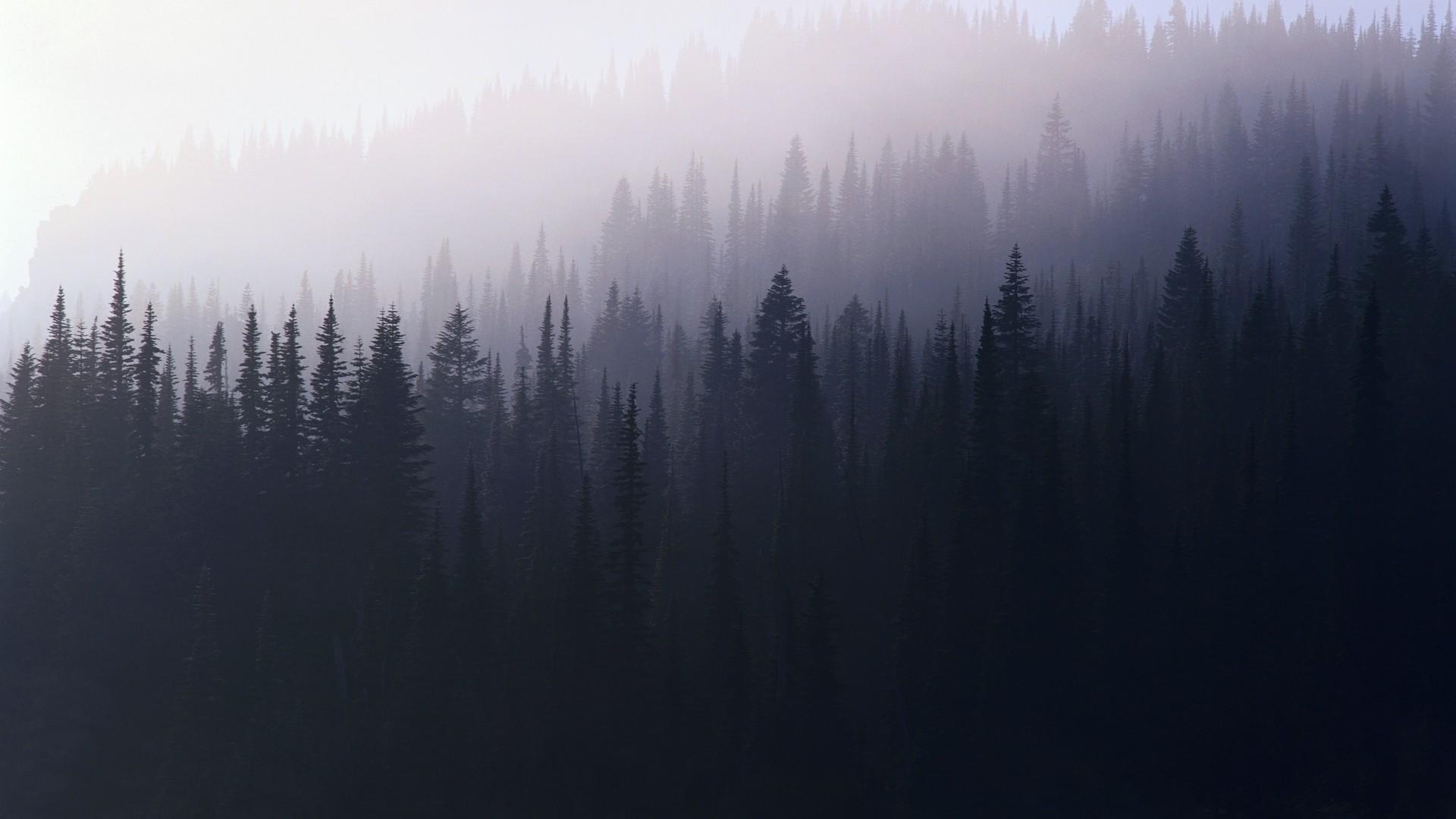 forest, mist :: Wallpapers