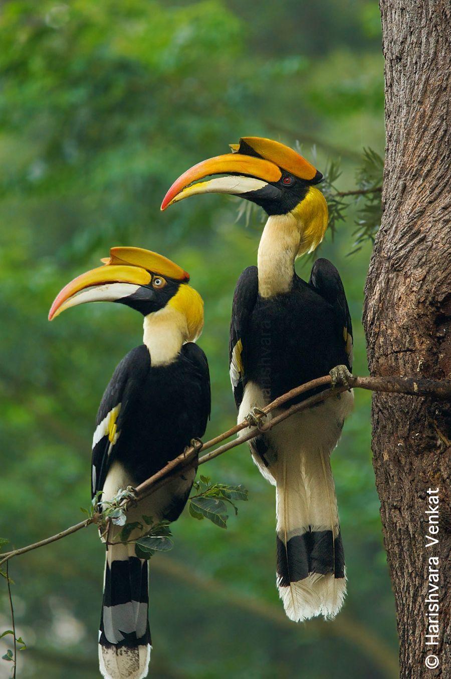 The Great Pied Hornbill