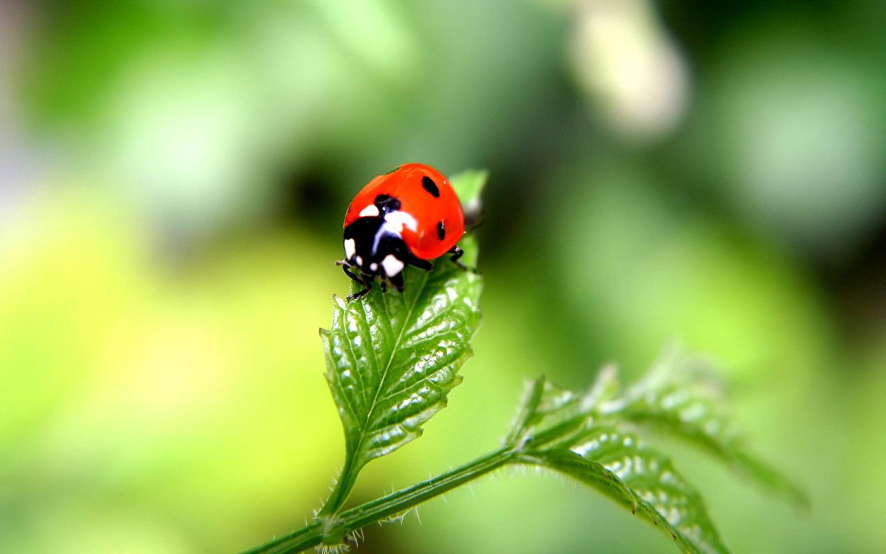 Desktop Wallpapers Lady beetle Insects Animals