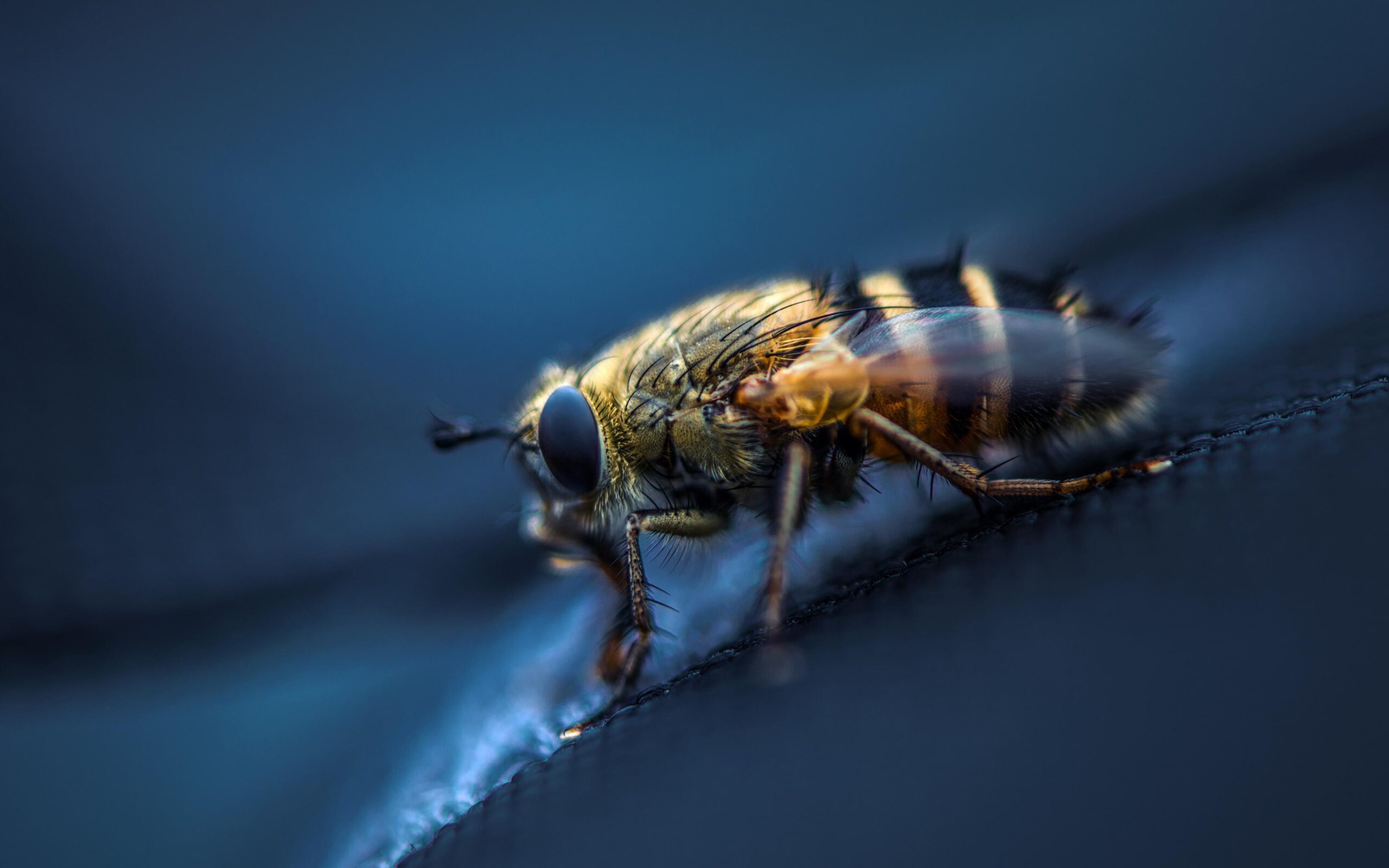 Download wallpapers fly, insect, macro, eyes, wings