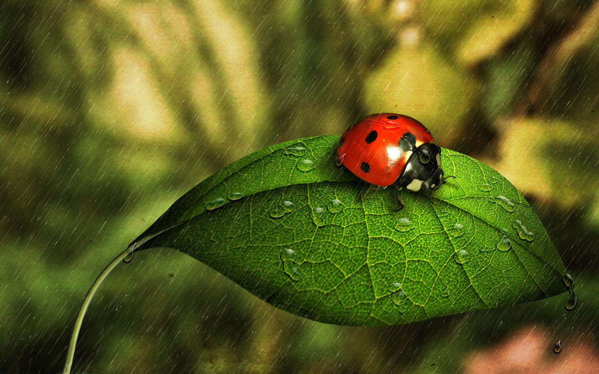 Ladybugs Wallpapers