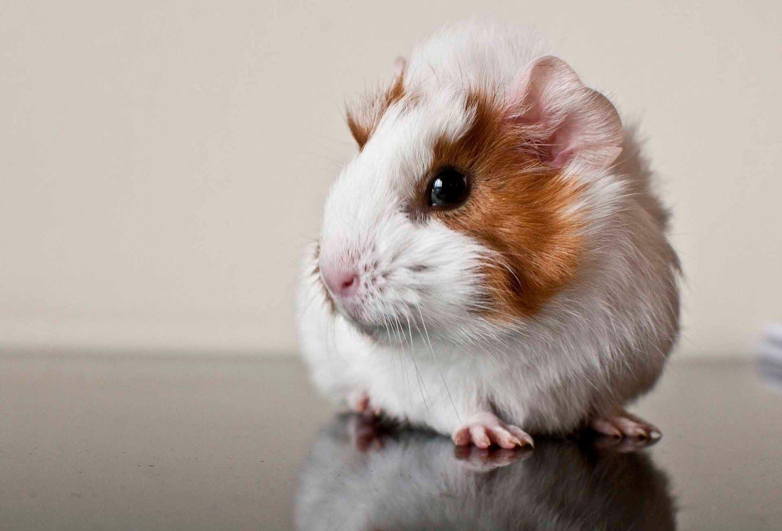 Guinea Pig HD Wallpaper Backgrounds Wallpapers 635×487 Pictures Of