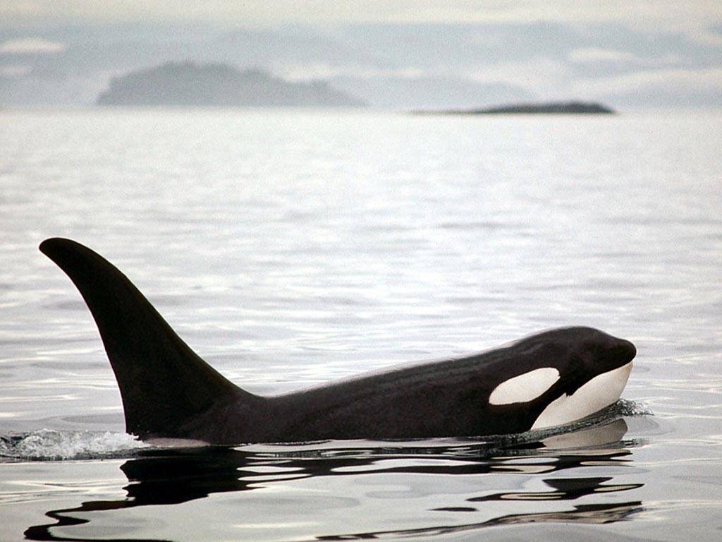 Animals For > Wild Orca Wallpapers