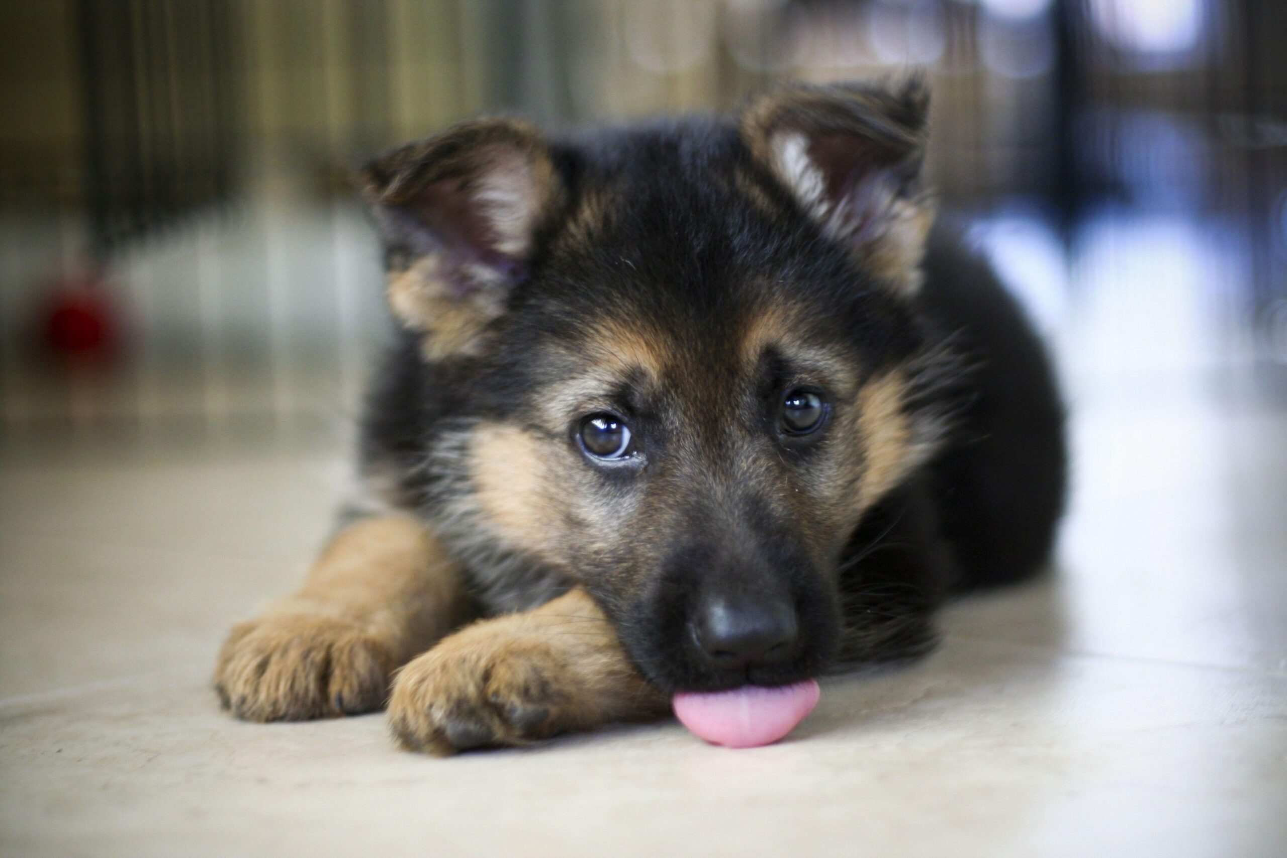 German Shepherd Puppies