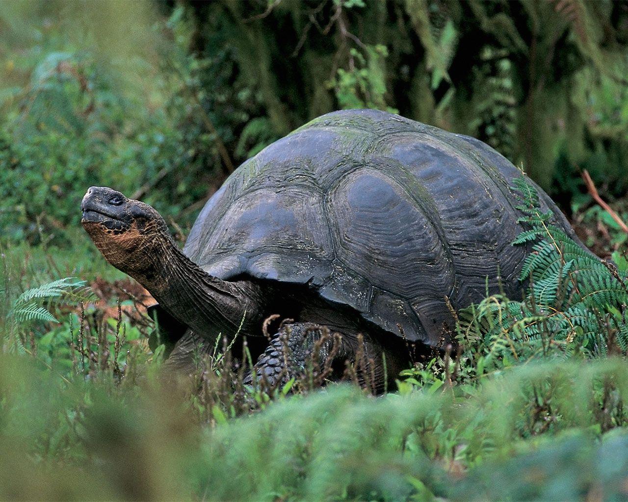 Tortoise Wallpapers