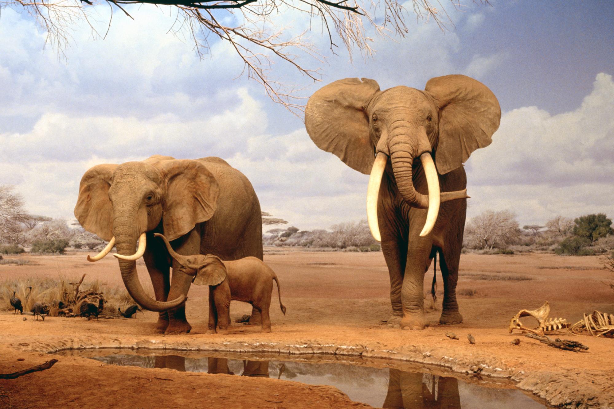 Download Africa Elephants Summer Animals Desktop Wallpapers