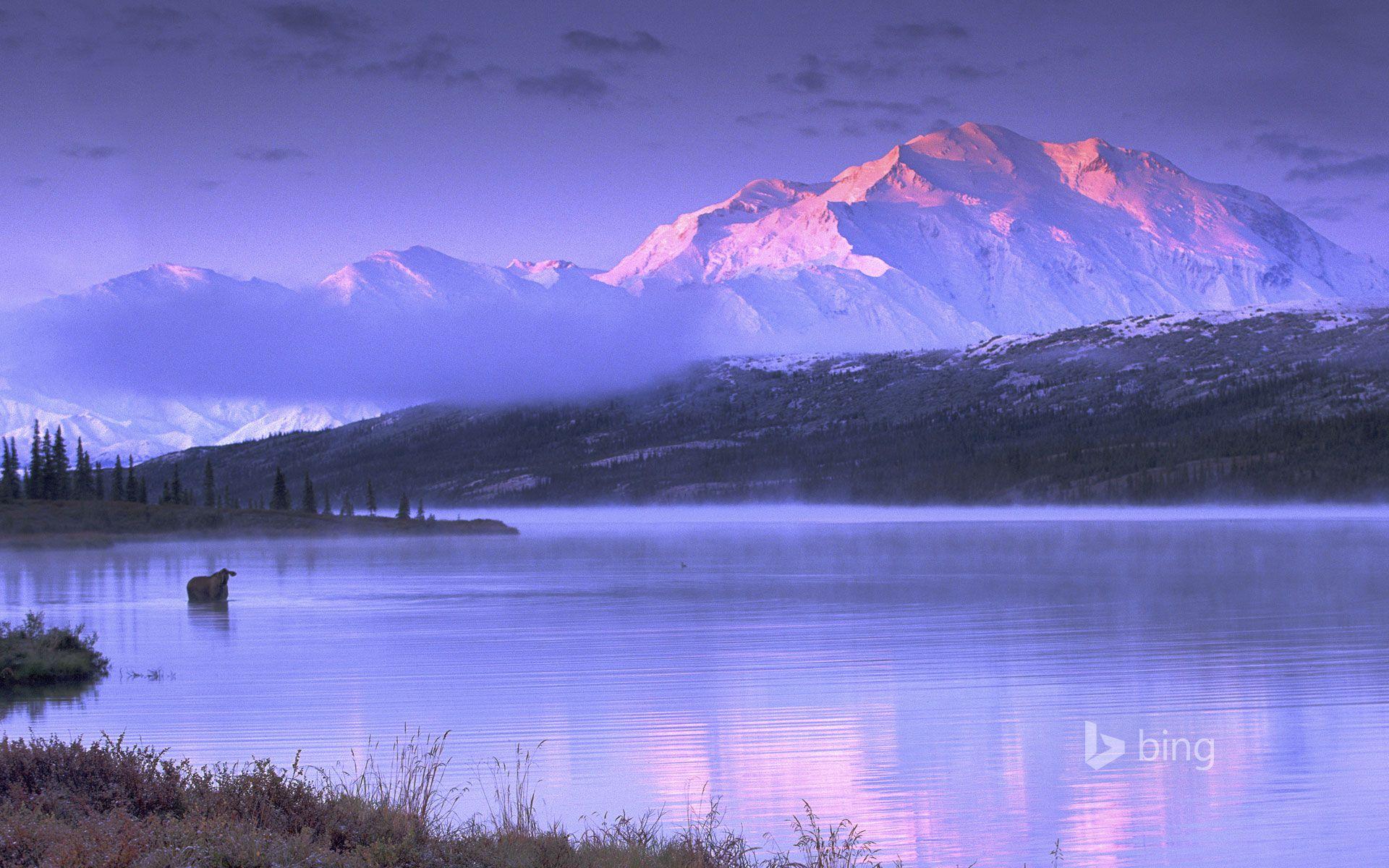 Moose wading in Wonder Lake, Denali National Park and Preserve