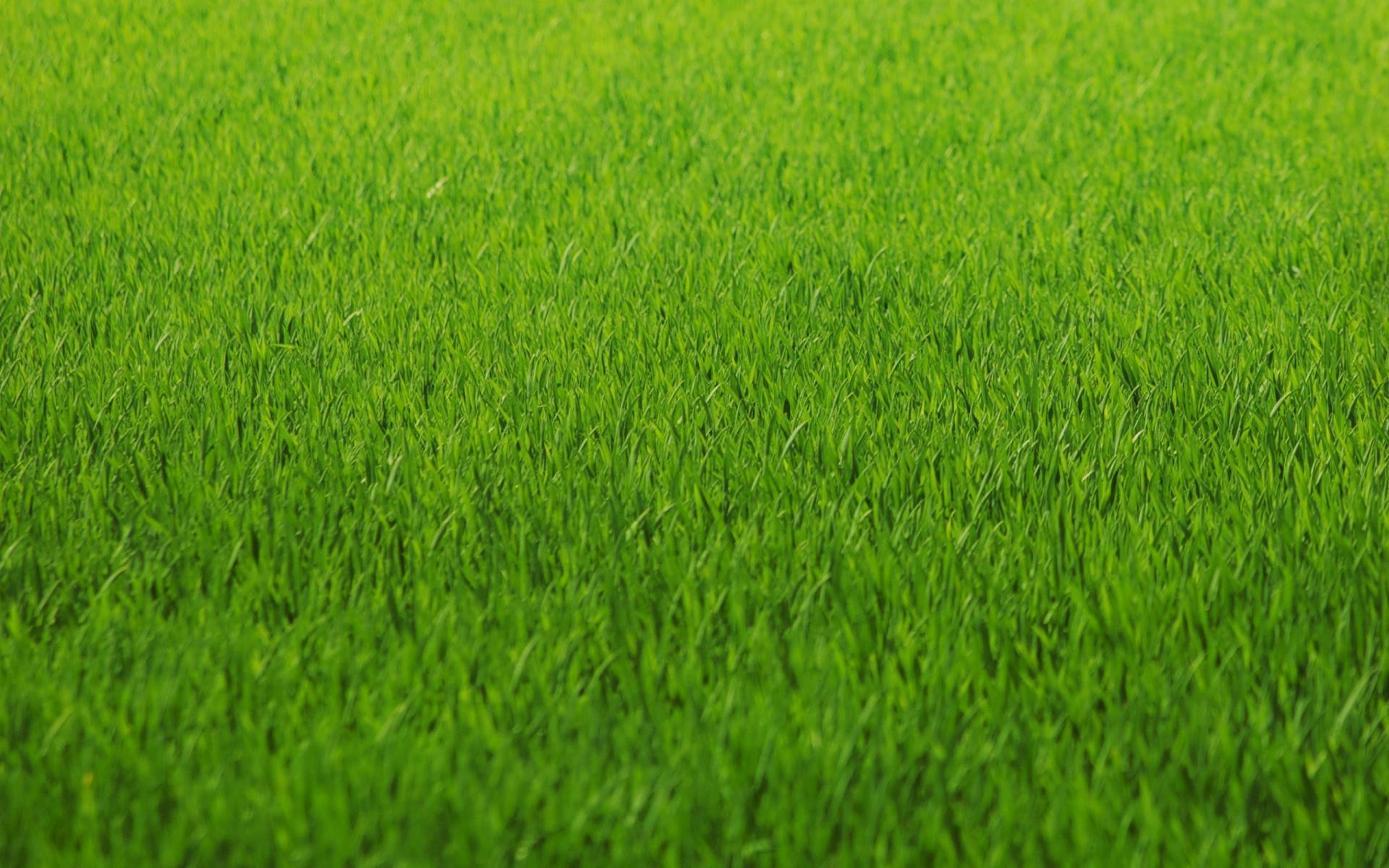 Grass Wallpapers 12