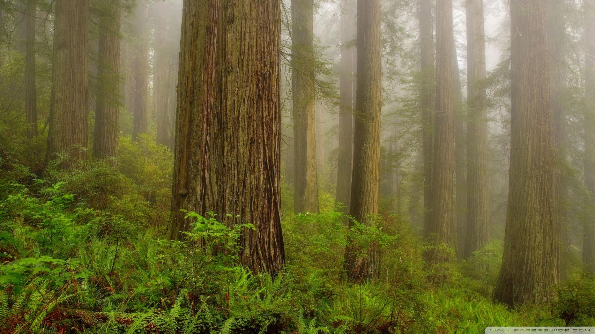 Redwoods Wallpapers