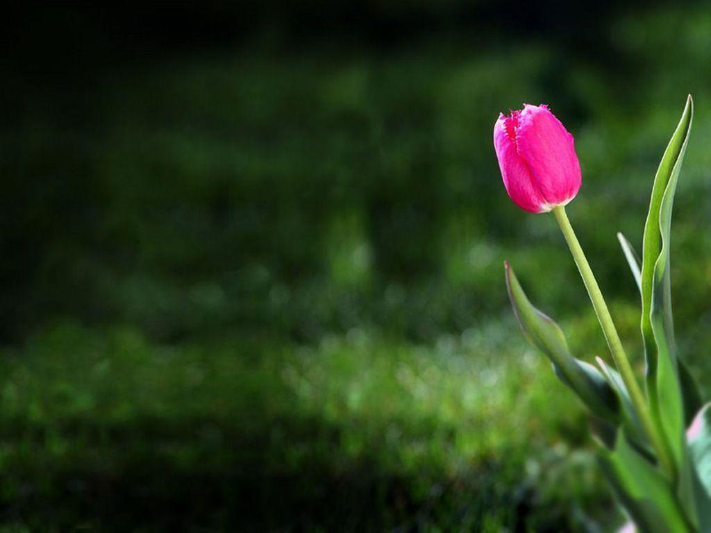 Tulip Wallpapers 16982 Hd Wallpapers in Flowers