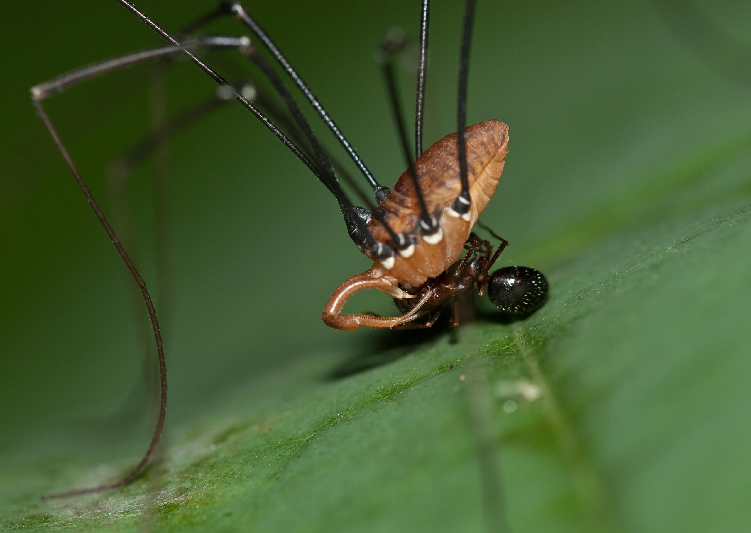 Harvestman HD Wallpapers