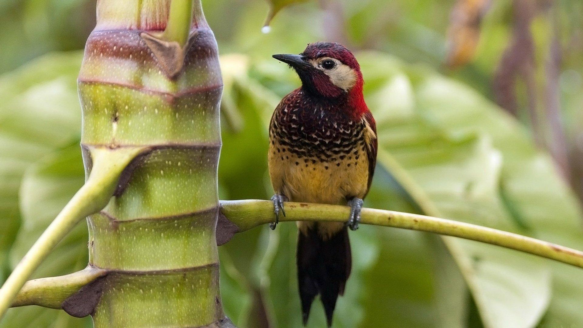 Woodpecker HD Wallpapers