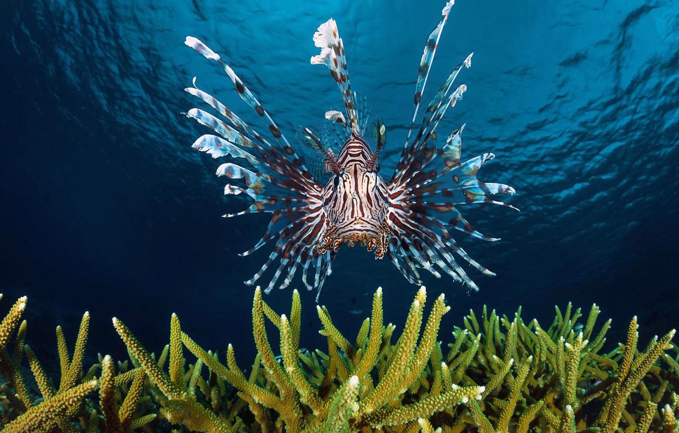 Wallpapers sea, the ocean, fish, lionfish, Zebra fish image