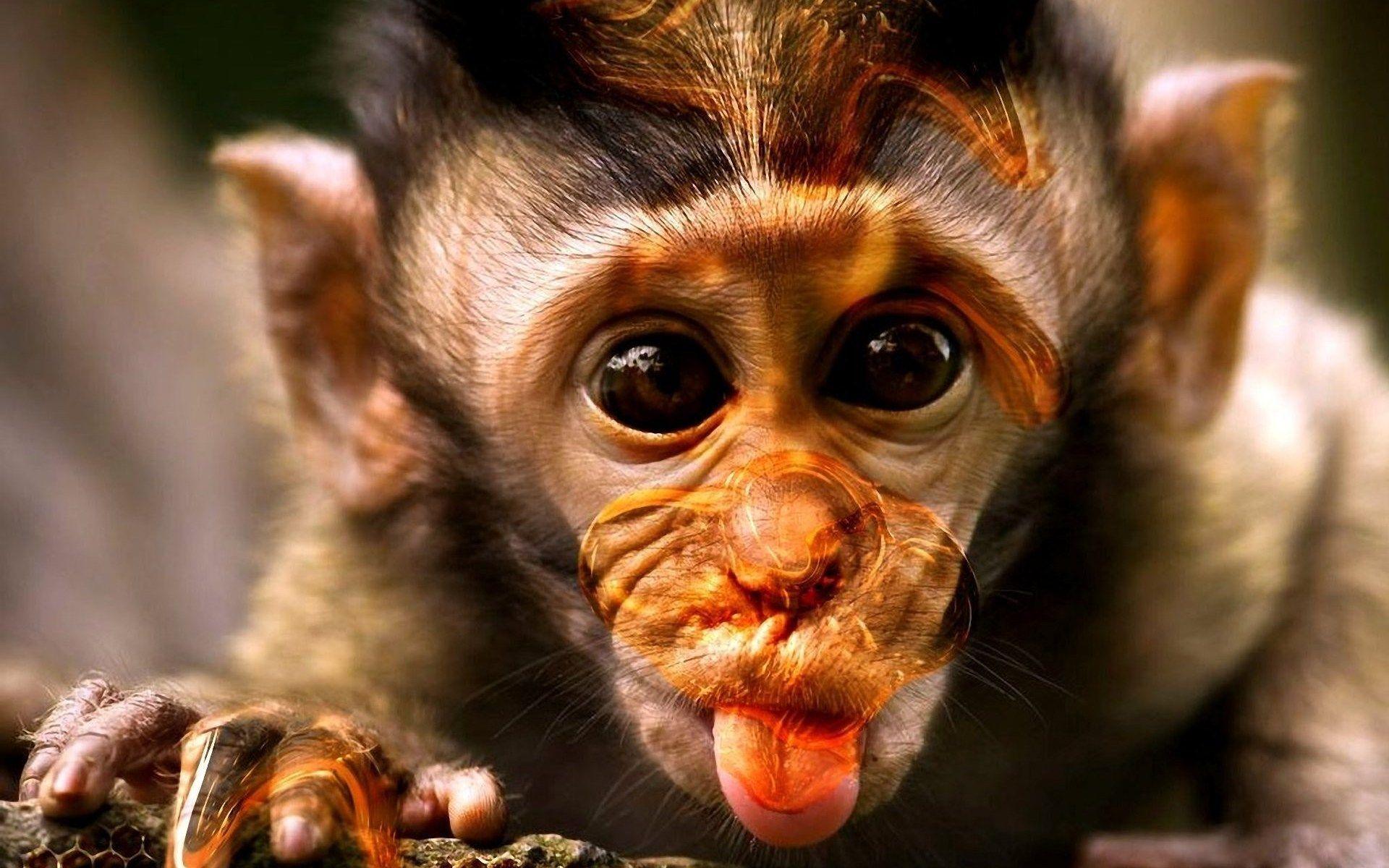 Funny Monkey Wallpapers