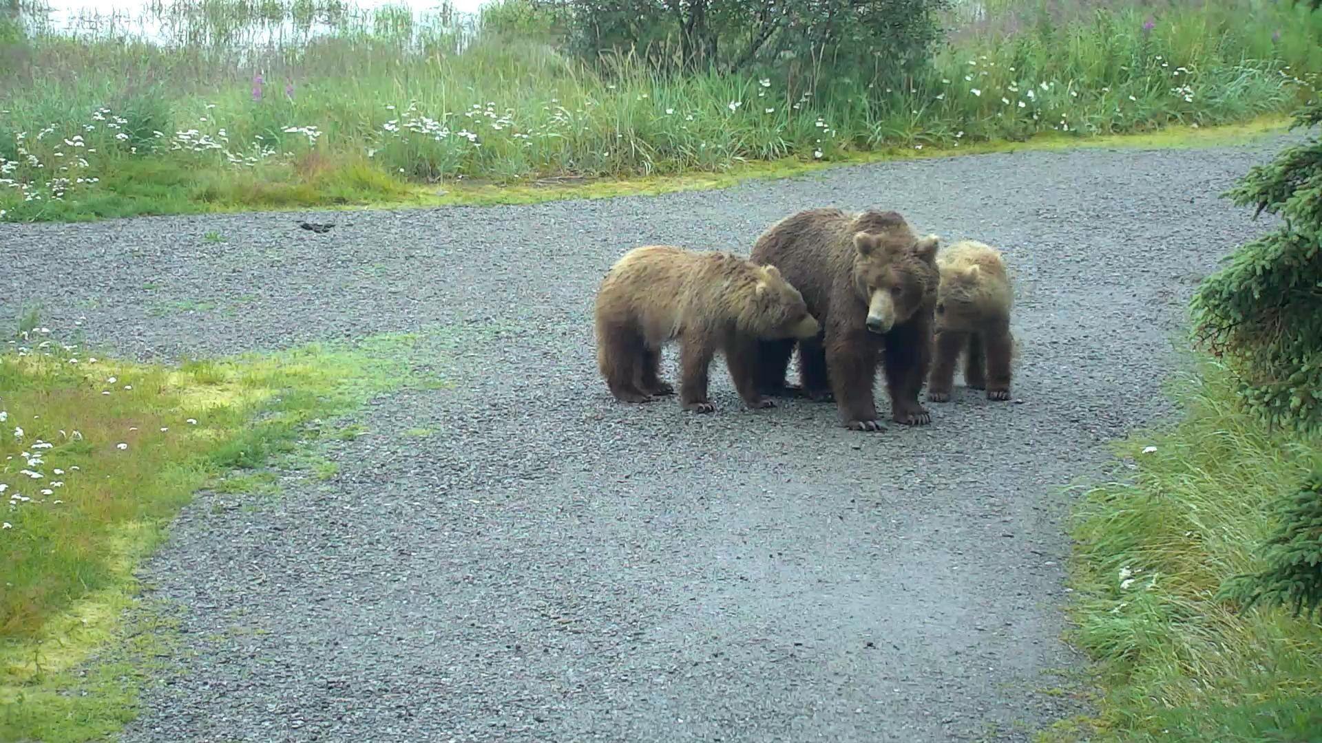 Bear Cam