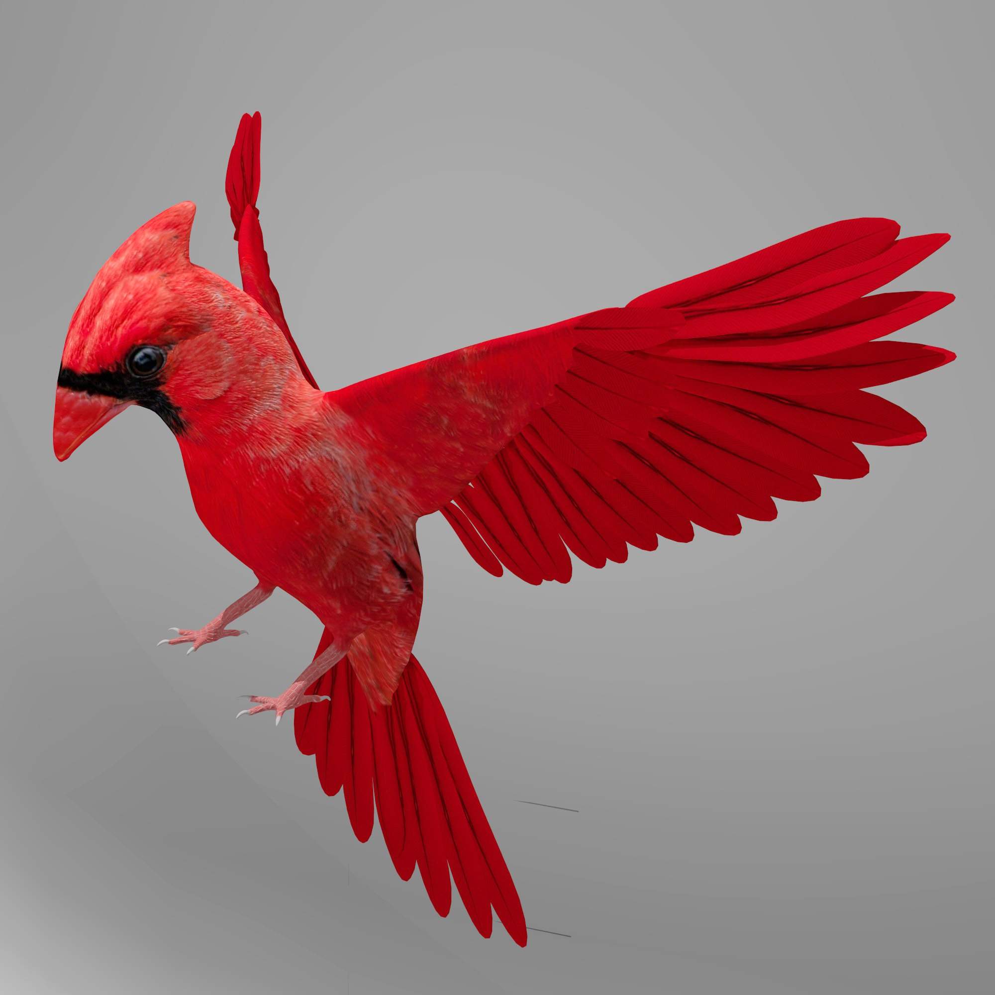 Northern Cardinal 3D Model