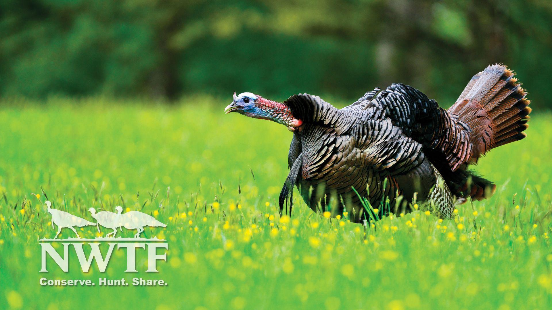 NWTF Wallpapers 1