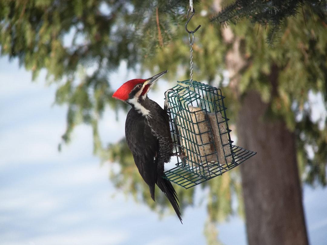 Bird Woodpecker Pictures