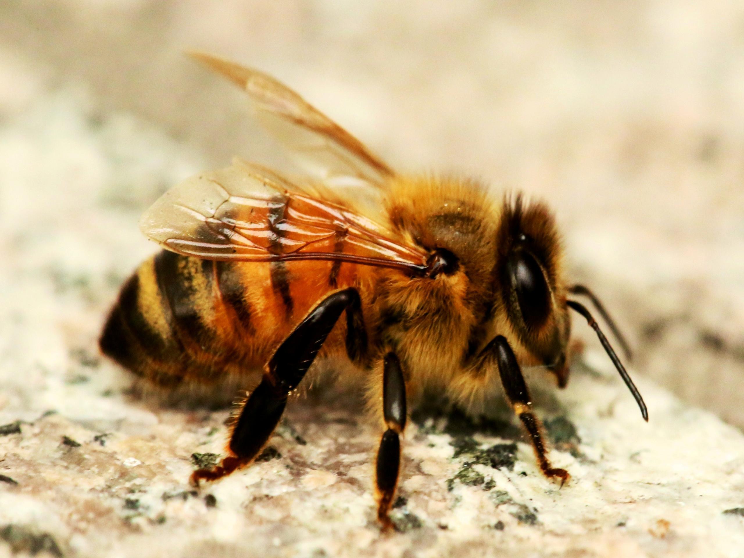 Bee Wallpapers Desktop