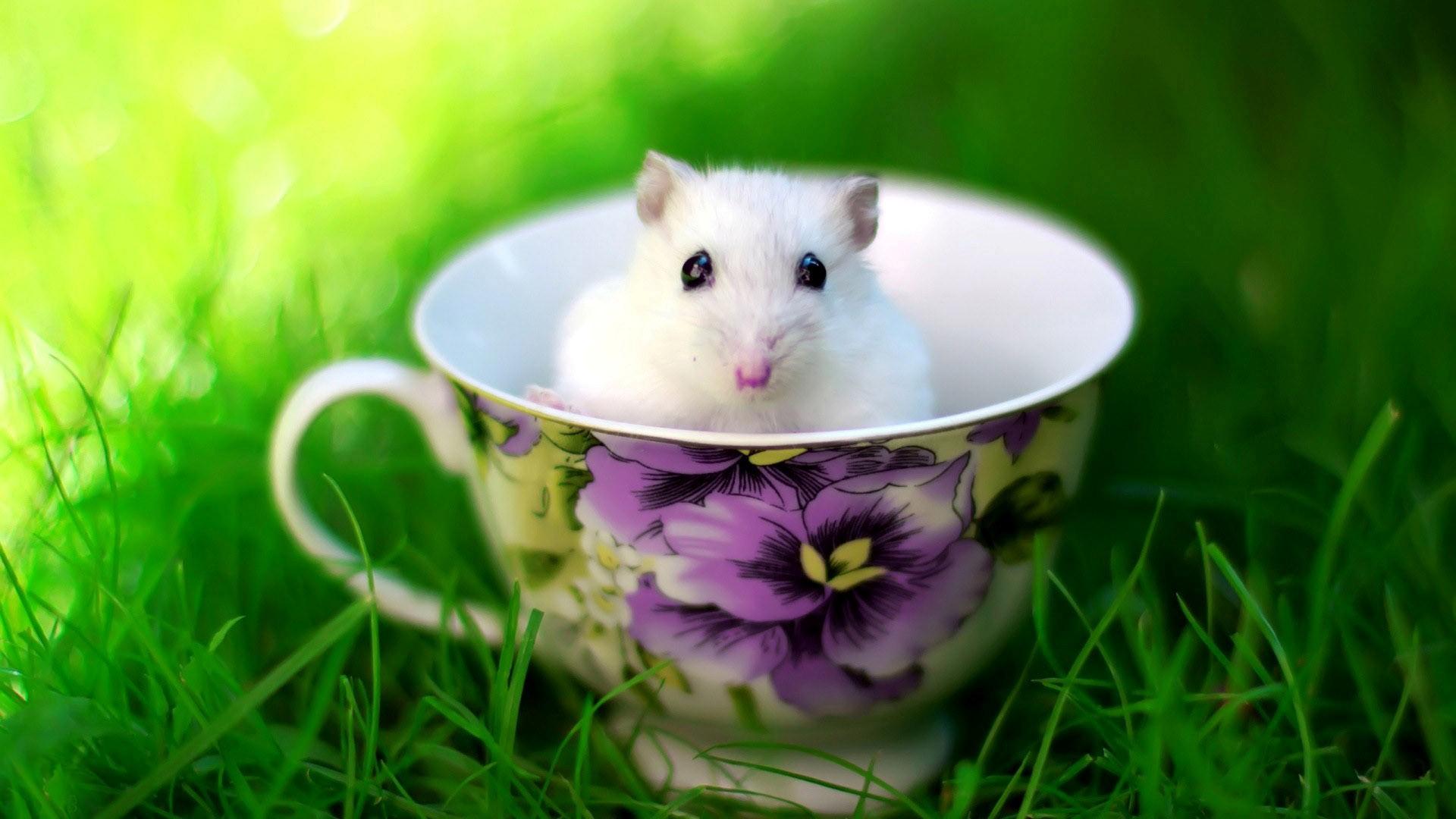 Cute White Rat Baby in Cup