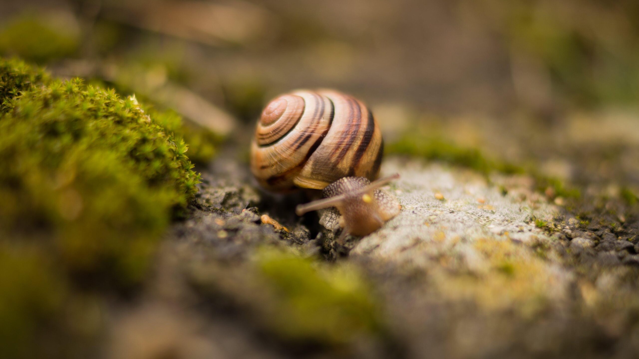 36 Excellent HD Snail Wallpapers