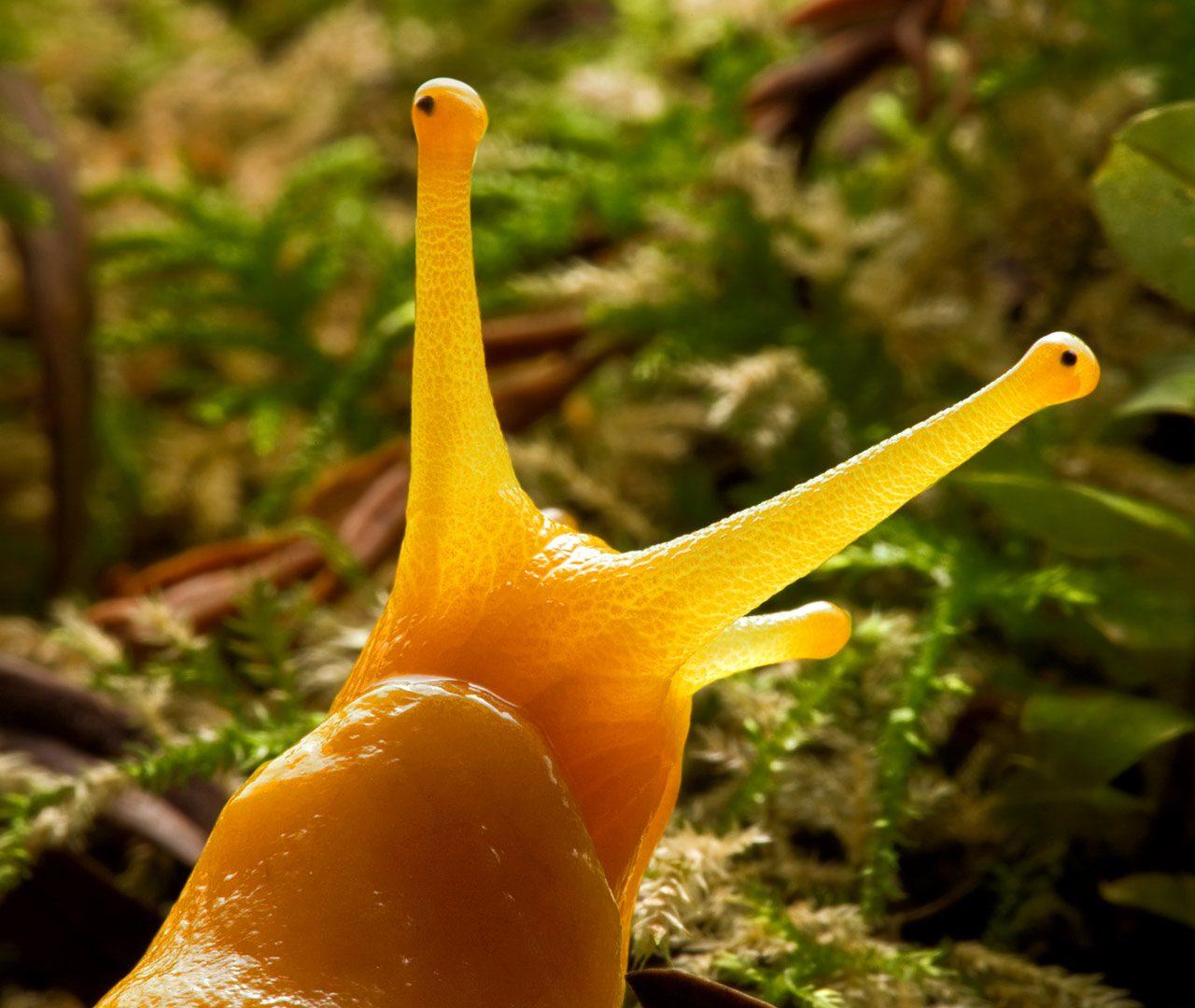 Banana Slug – Bing Wallpapers Download