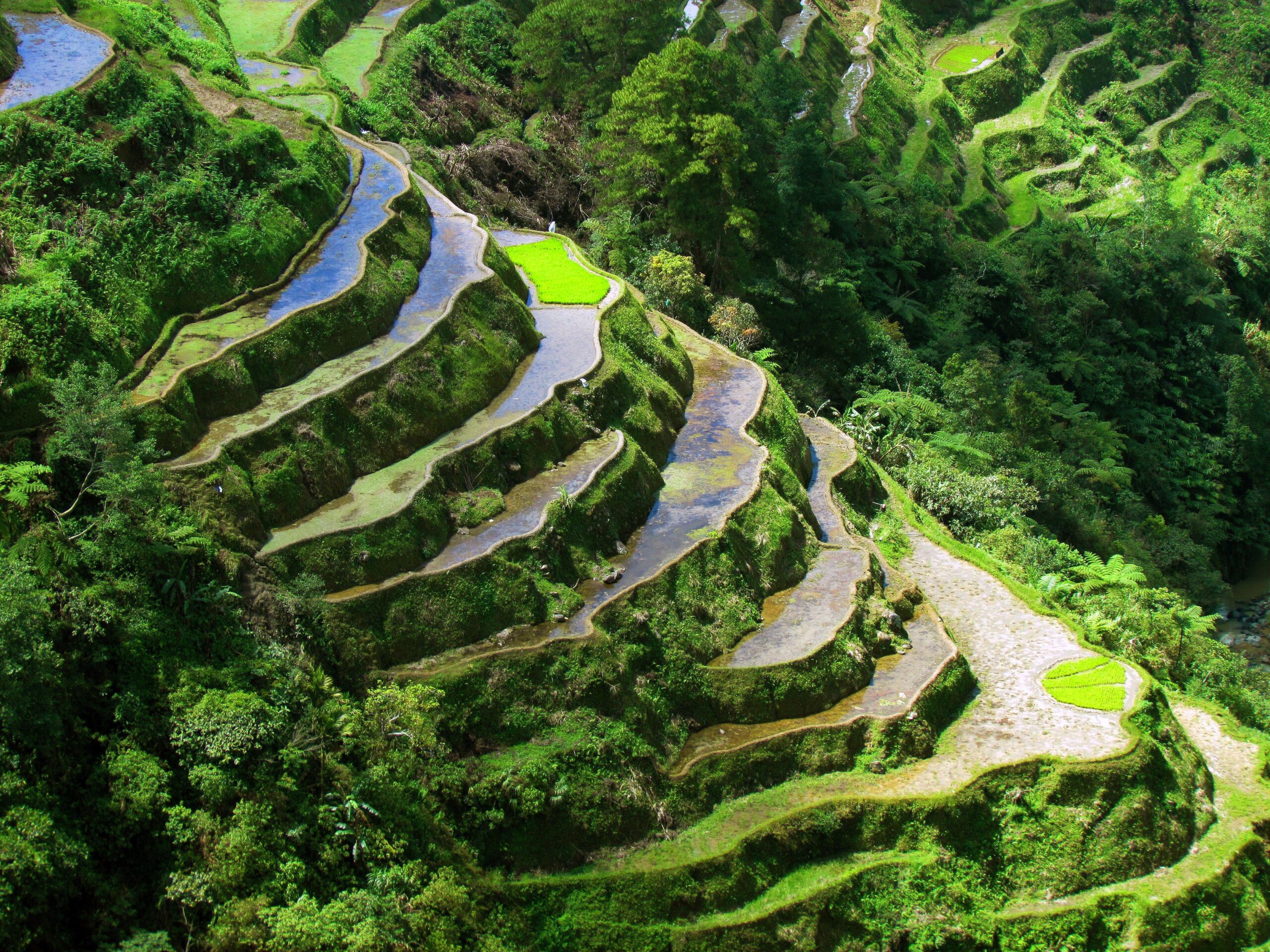 Banaue Rice Terraces Wallpapers