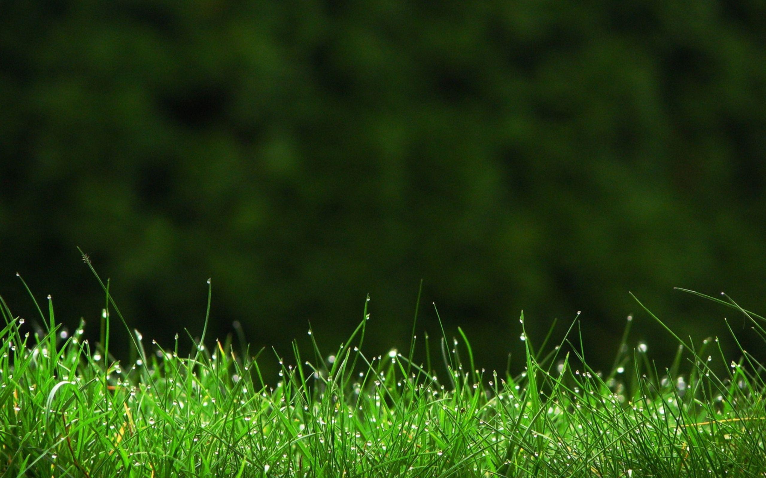 Green Grass wallpapers hd download.