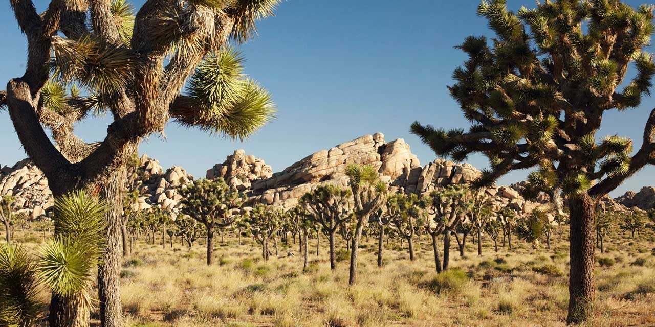 Desktop Spotlight Joshua Tree National Park California On Hd