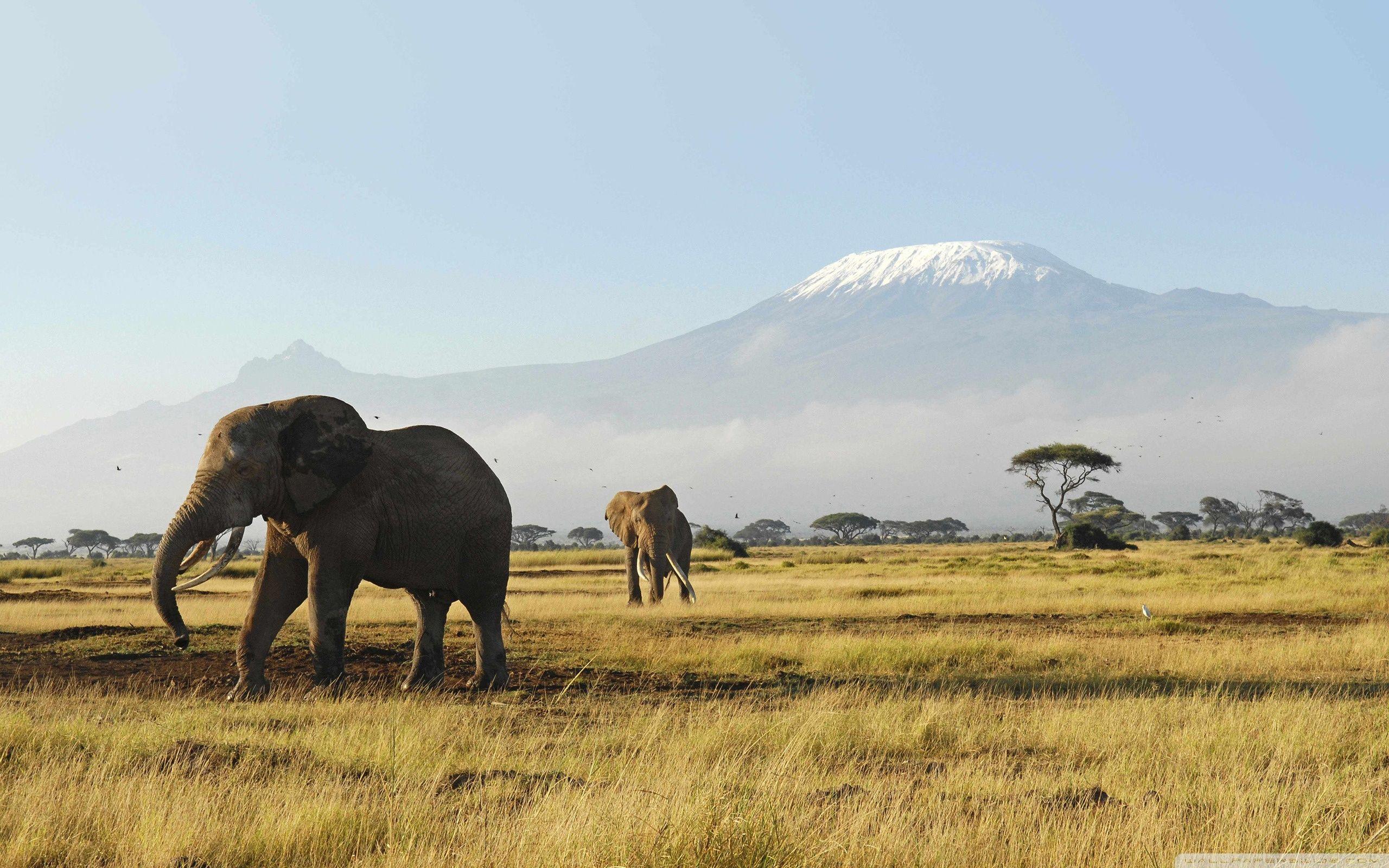 African Elephants ❤ 4K HD Desktop Wallpapers for 4K Ultra HD TV