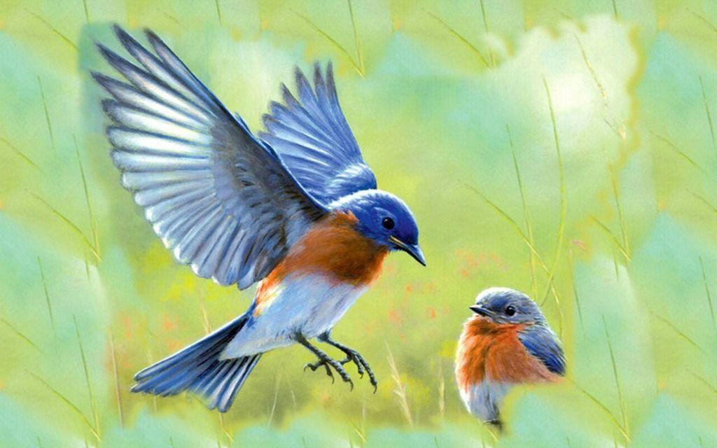 30 Beautiful Bluebird Pictures and Image