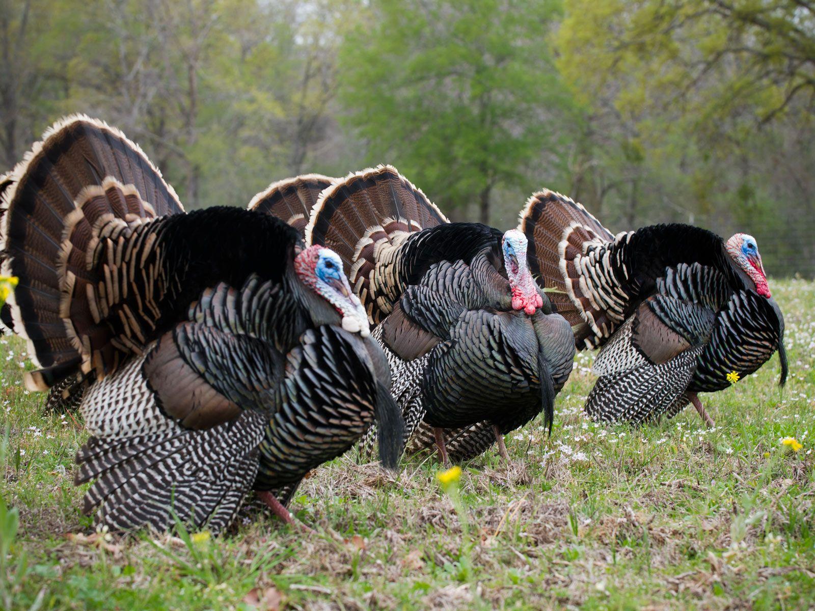 Wild Turkey Desktop Backgrounds