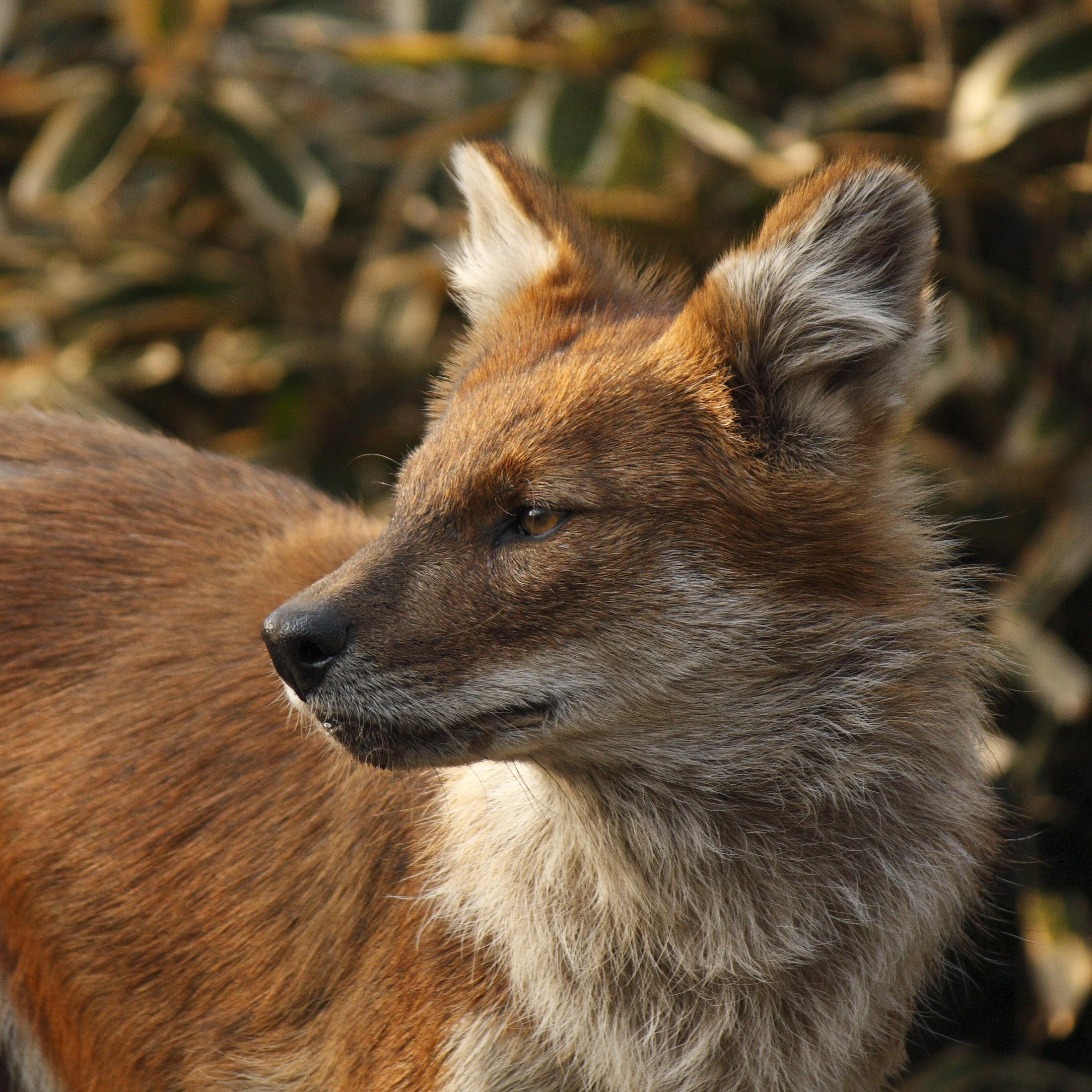 Brown and white fox closeup photography, dhole HD wallpapers