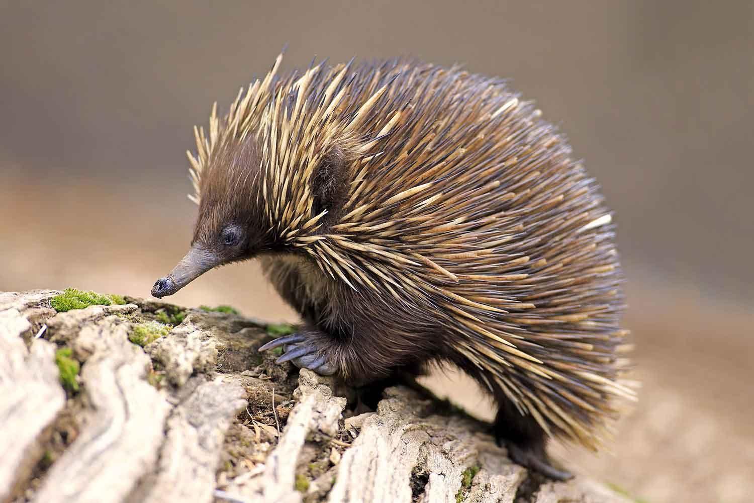 echidna baby wallpapers