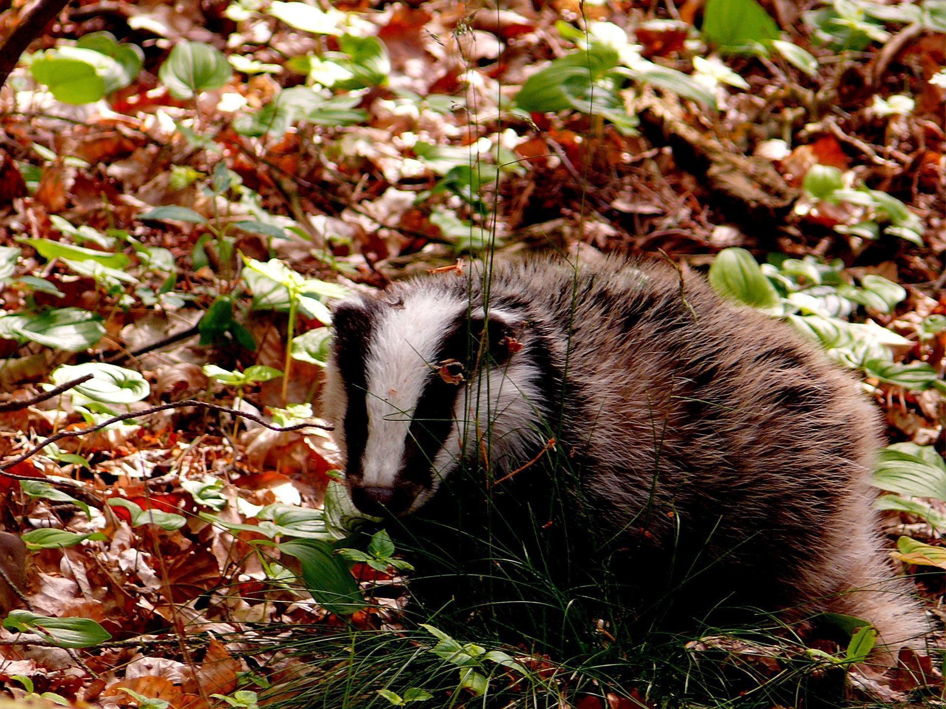 Badger Wallpapers HD for Android