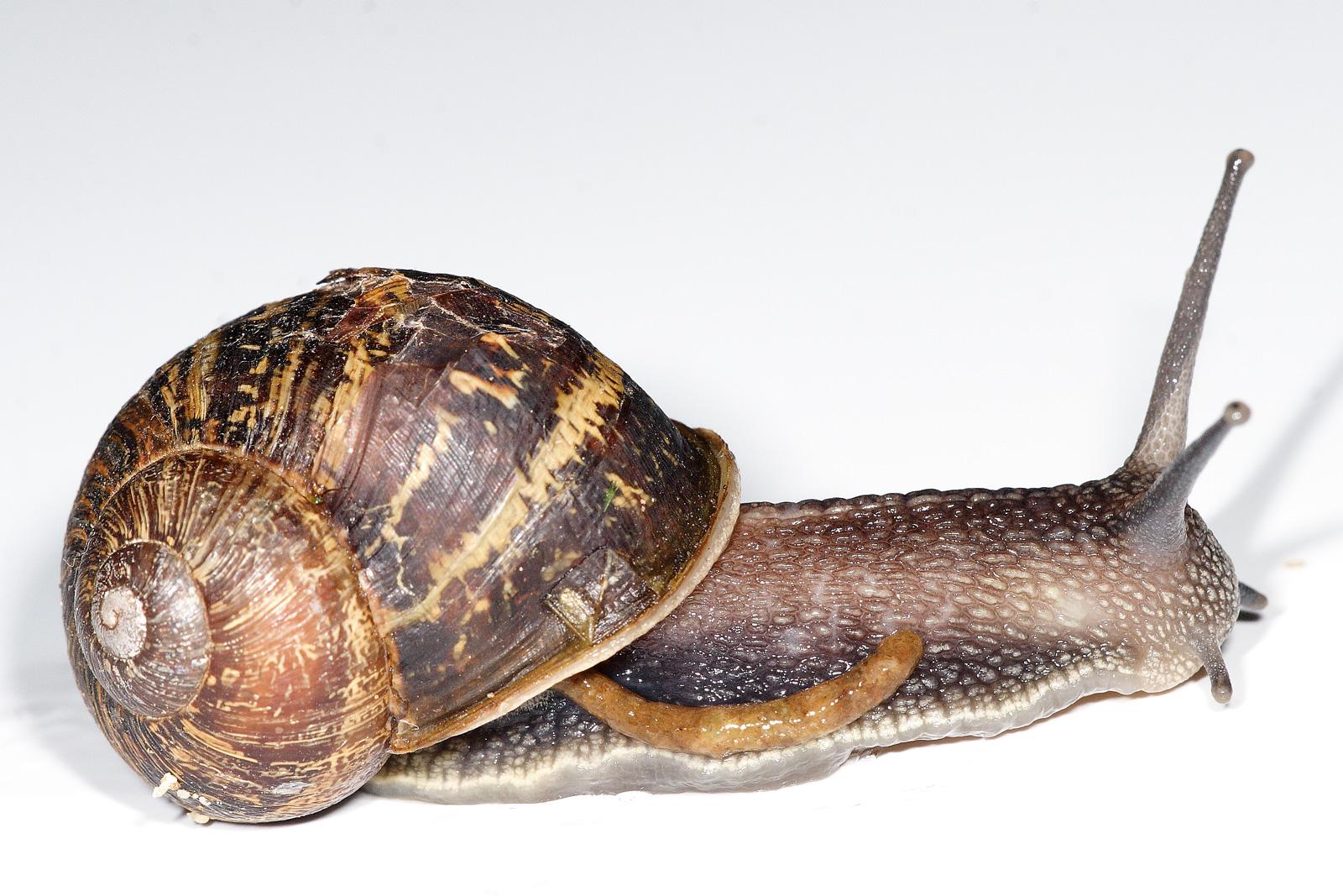 Garden Snail Shell image