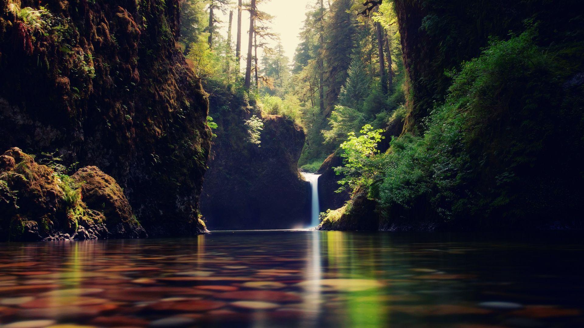 forest waterfall hd