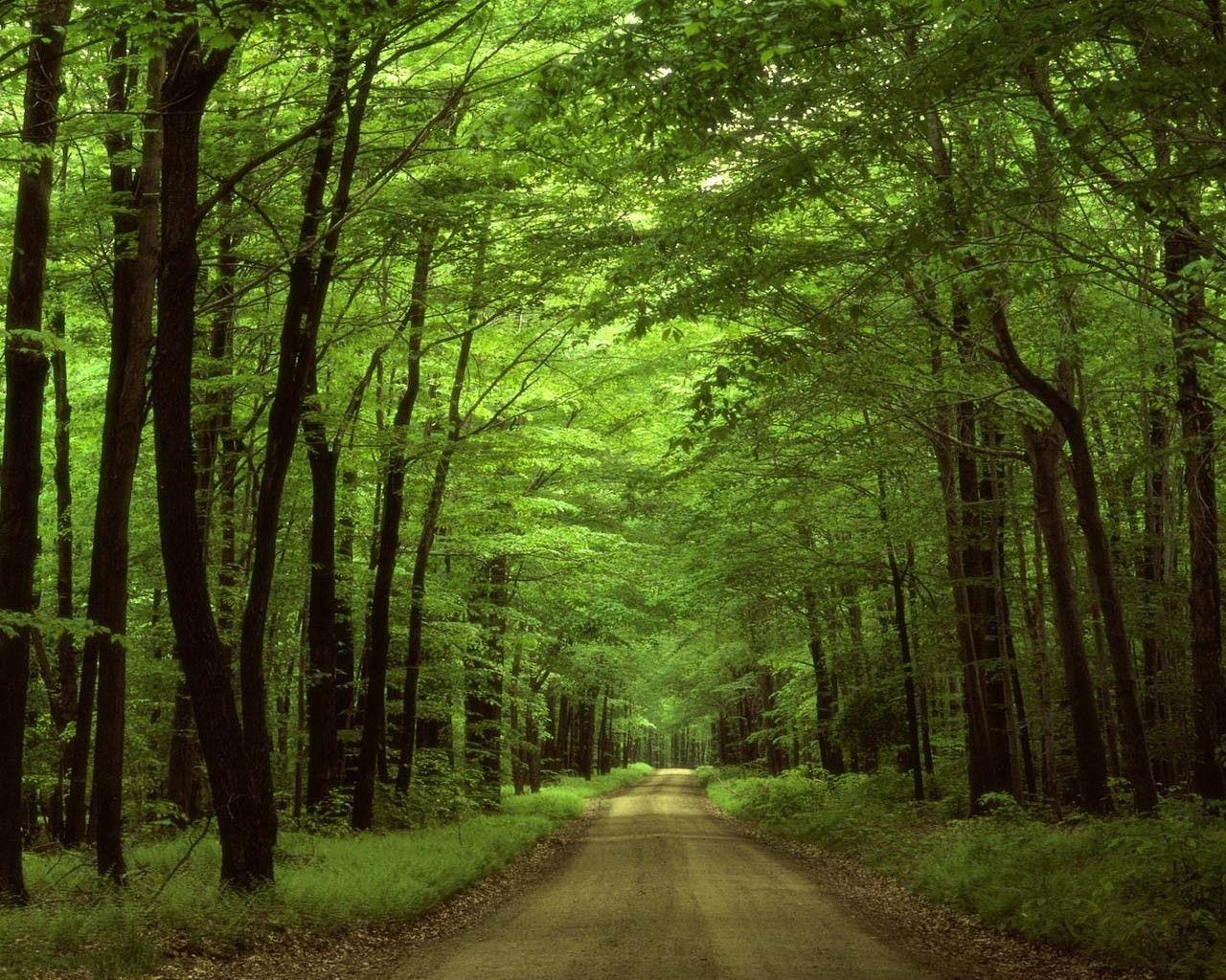 Forests: Wood Path Trees Woods Pennsylvania Leafy Clouds Forest