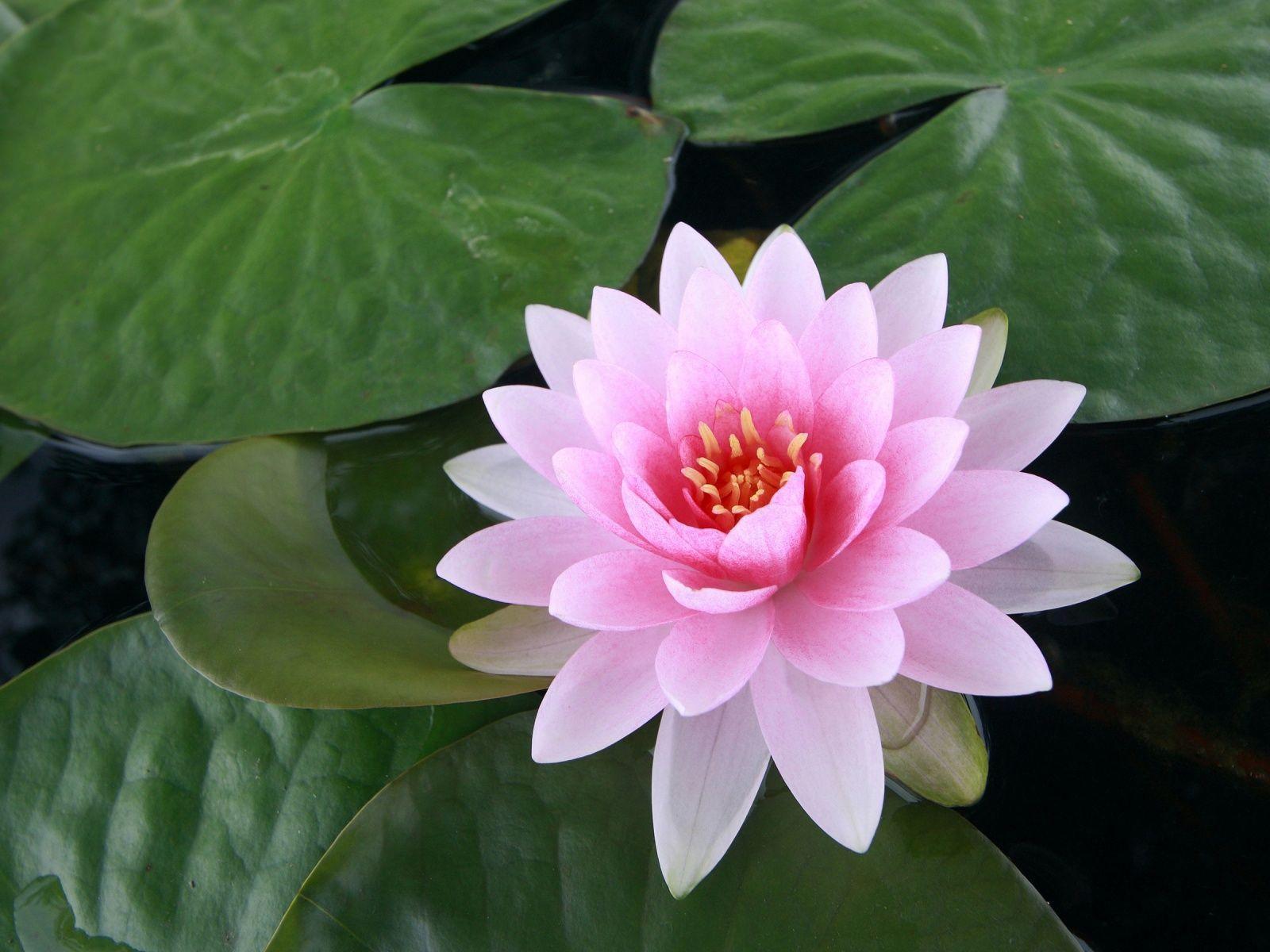 Lotus Flower Wallpapers hd