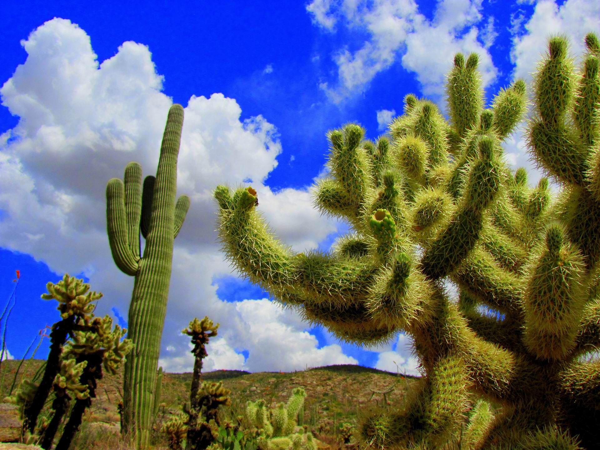 Saguaro National Park, AZ