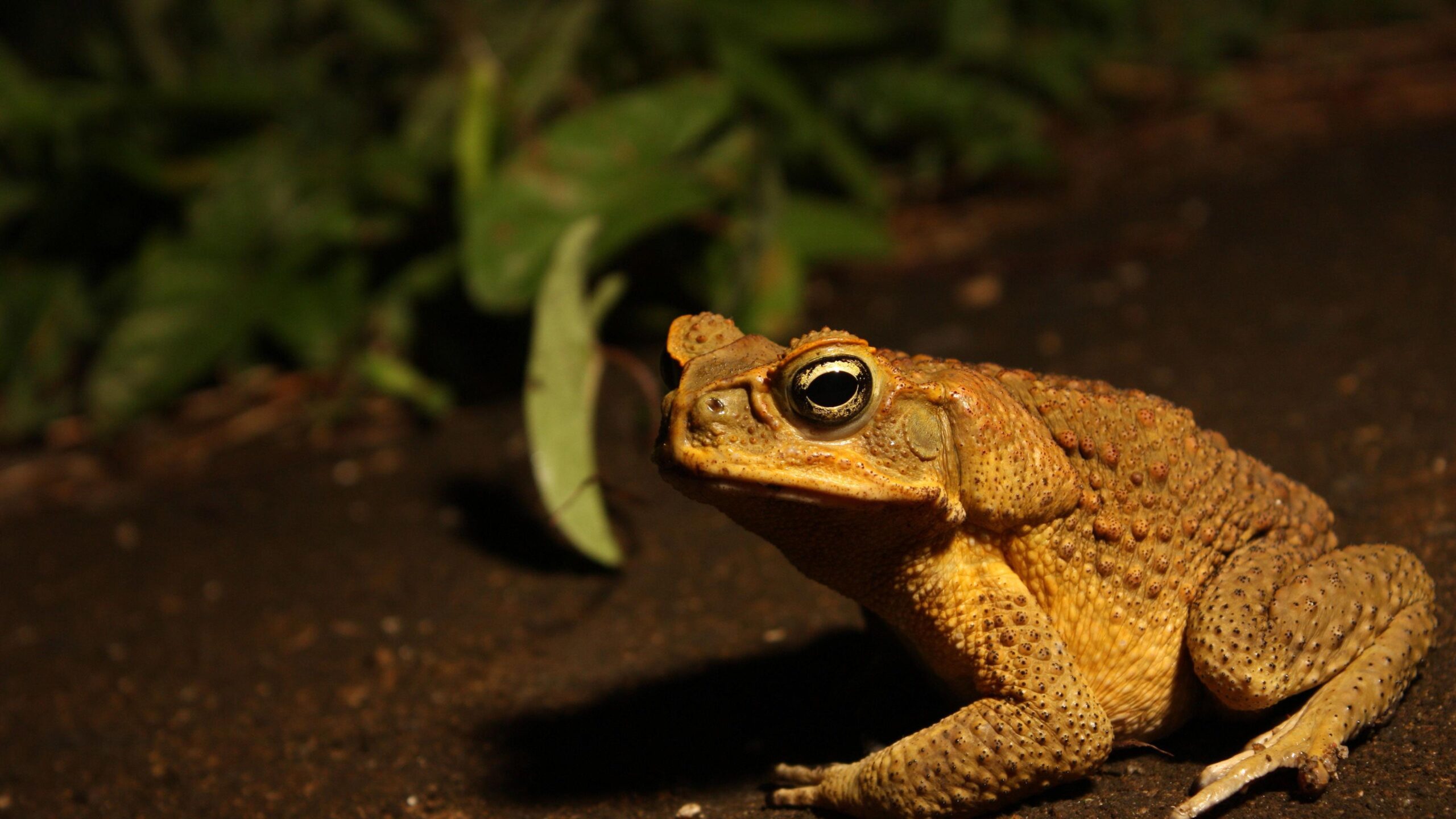 Toad on the sand 4k animal desktop wallpapers 25613 Wallpapers