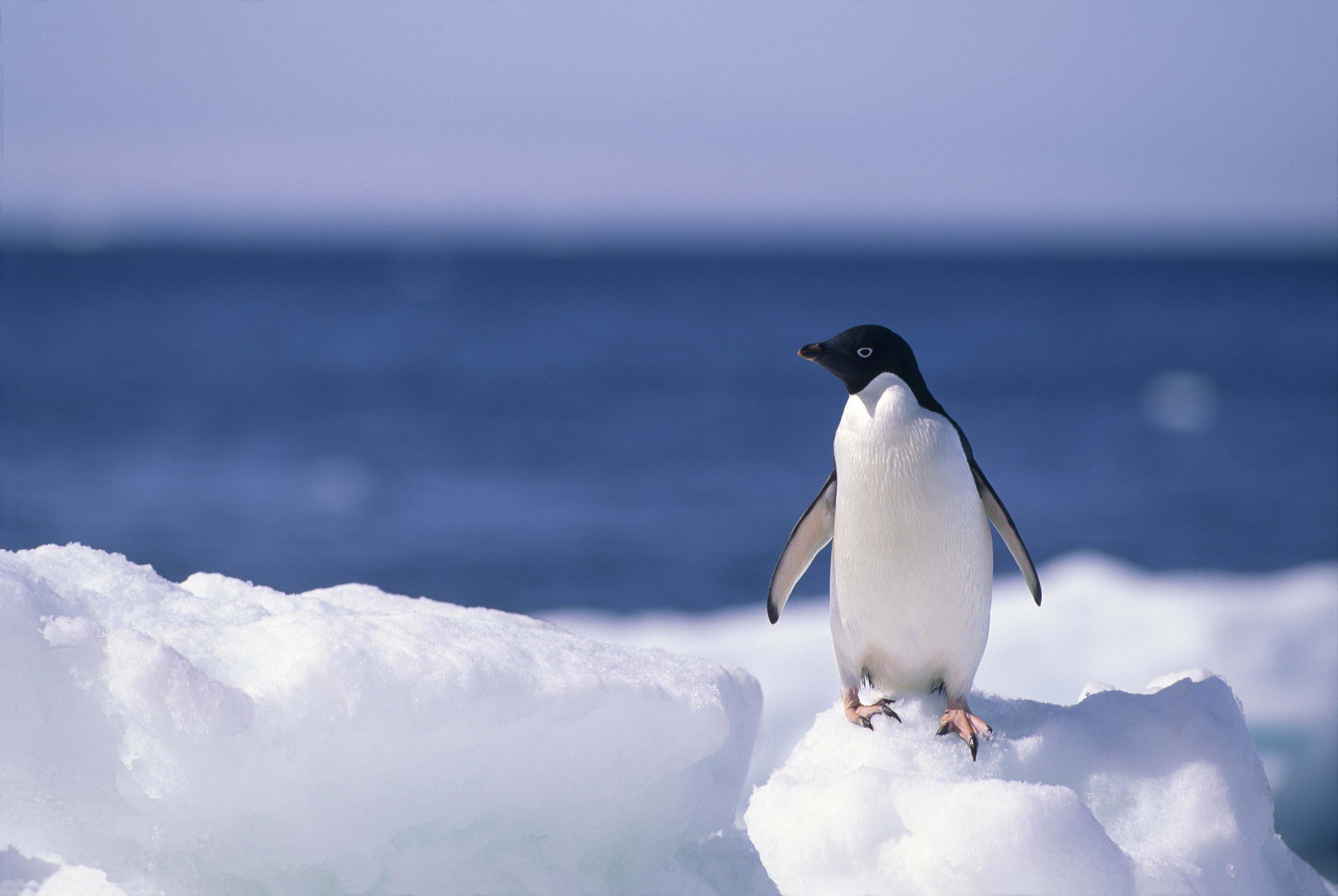 219 Penguin HD Wallpapers