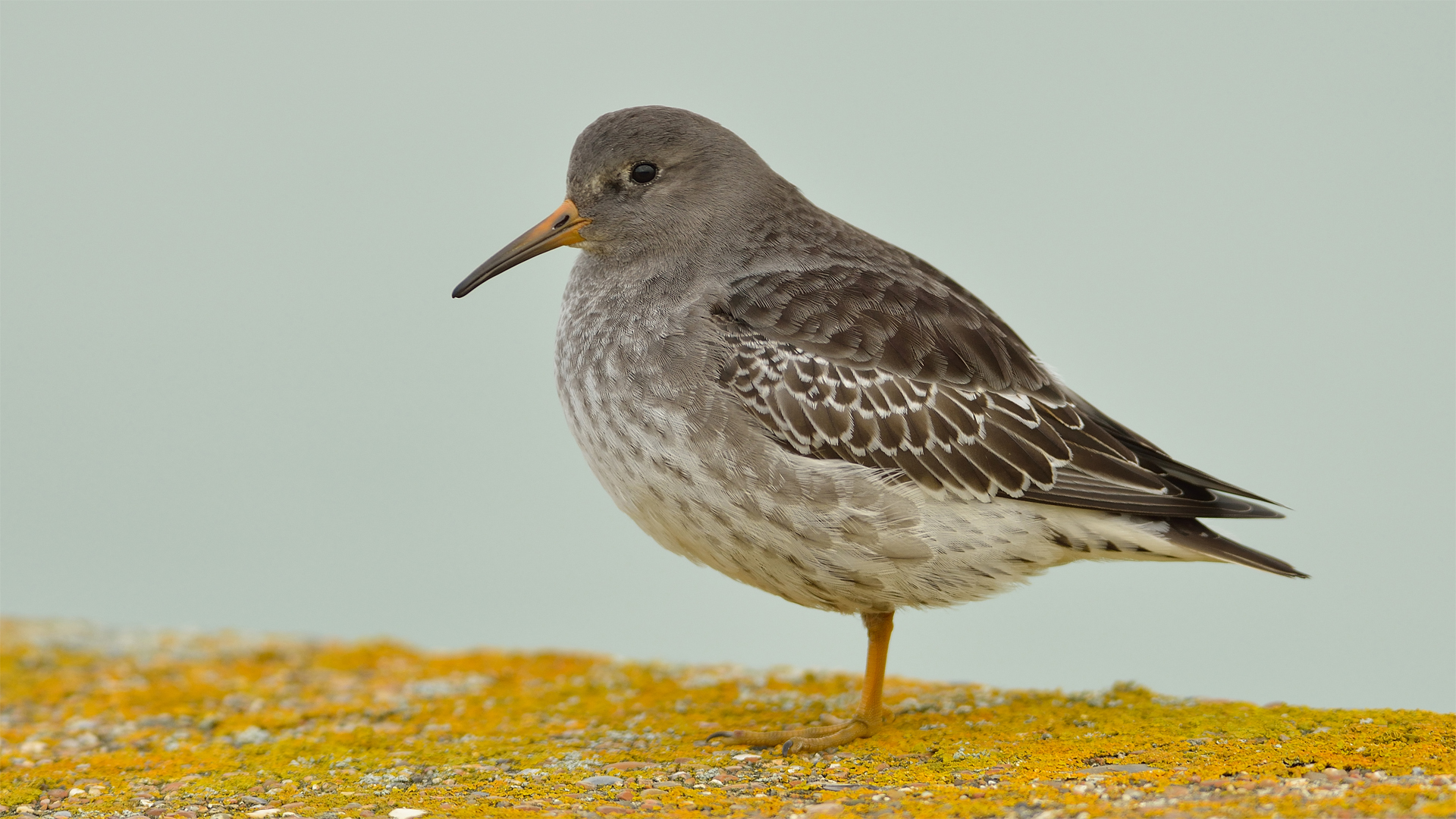 Purple Sandpiper [] : wallpapers