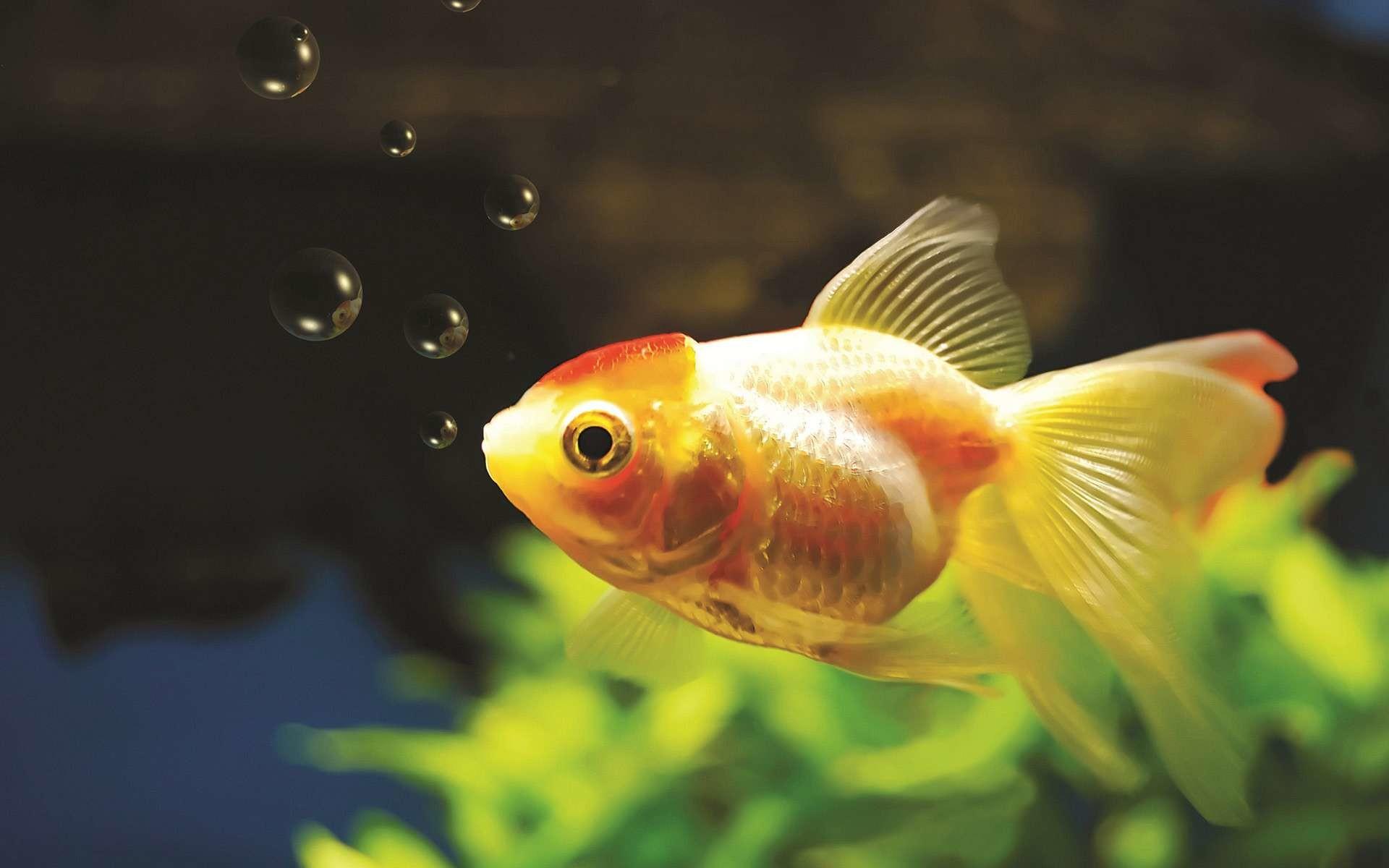 58+ Gold Fish Wallpapers