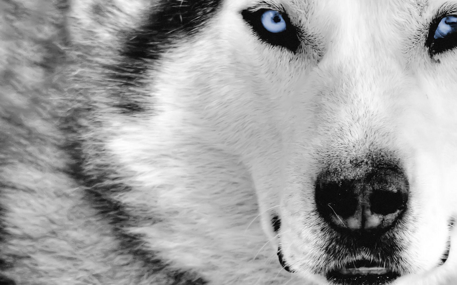 Wolf HD Wallpapers