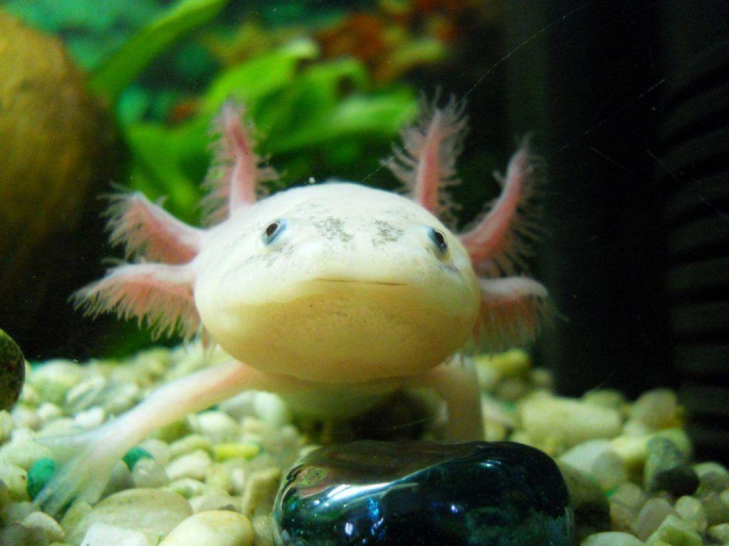 Axolotl Wallpaper Backgrounds 14+